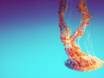 Close-up of jellyfish against blue background