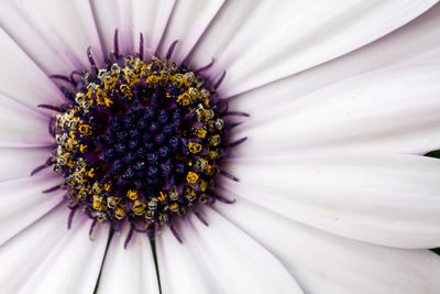 Close-up of flower