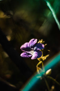 Close-up of purple flowering plant