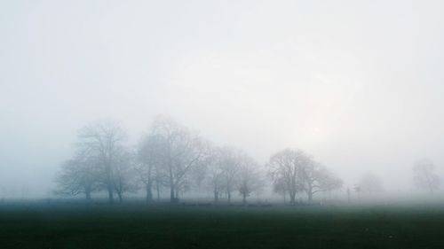 Trees in foggy weather