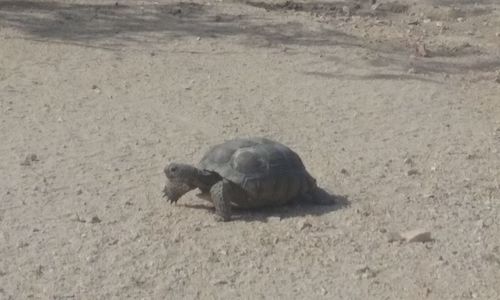 Turtle on sand at beach
