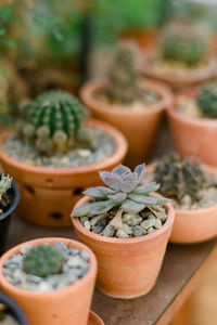 Close-up of succulent plant in pot