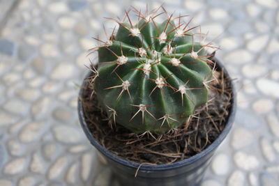 Close-up of cactus in pot