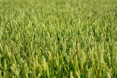 Full frame shot of crops on field