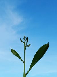 Low angle view of flowering plant against blue sky