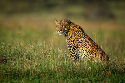 Male leopard sits staring in long grass