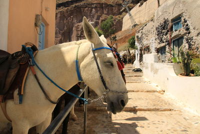 Donkey standing on street in santorini 