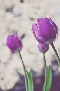 Close-up of purple flower blooming outdoors