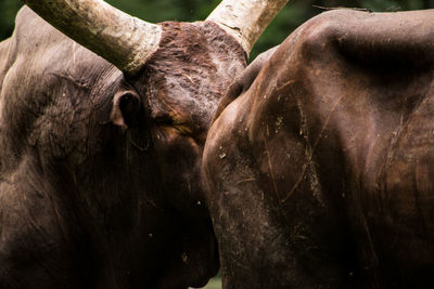 Close-up of elephant grazing
