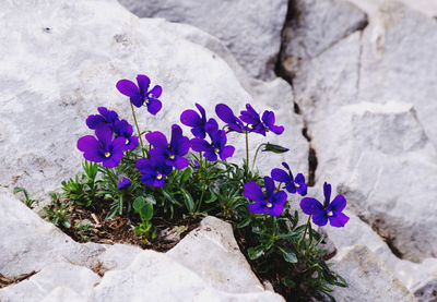 Close-up of purple crocus flowers on rock