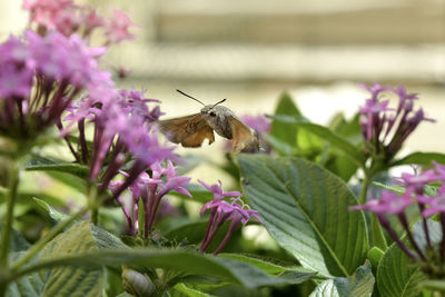 Close-up of butterfly pollinating on pink flower