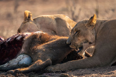 Lioness drinking water