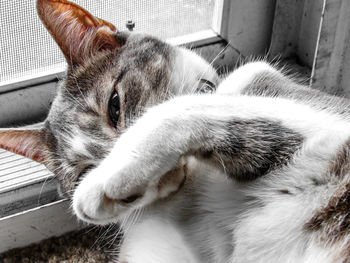 Close-up of cat on window sill