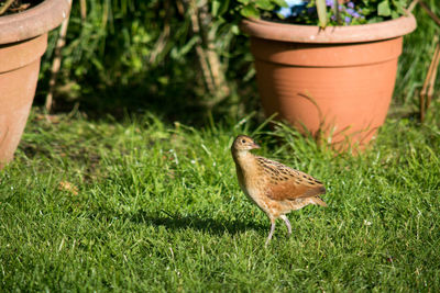 Close-up of bird perching on field