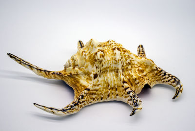 Close-up of a reptile against white background