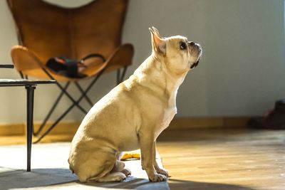 Close-up of dog sitting at home