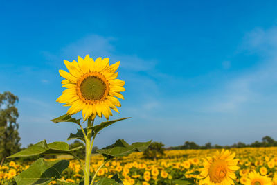 Sunflower field against sky