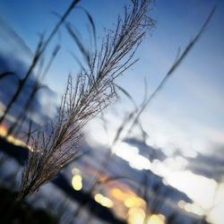 Close-up of plants growing on field against sky