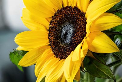 Close-up of sunflower