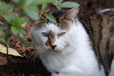 Close-up portrait of a cat