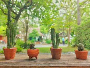 Potted plants on table in park