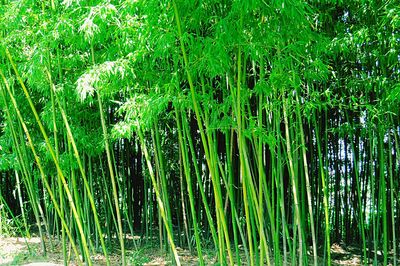 View of trees growing in forest