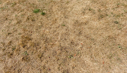 Full frame shot of cracked field