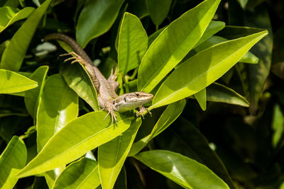 Close-up of insect on leaf