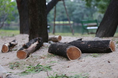 Close-up of logs on tree trunk