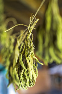 Close-up of dry leaf hanging on rope