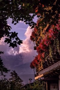 Low angle view of trees against sky