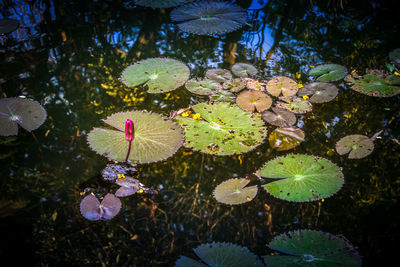 Close-up of multi colored flowers floating on water
