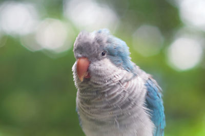 Close-up of pigeon