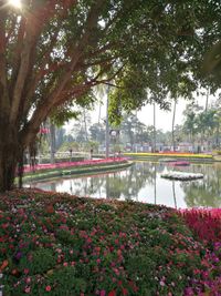 View of flowering plants by lake in park