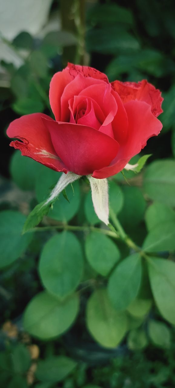 CLOSE-UP OF RED ROSE AGAINST BLURRED PLANTS