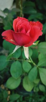 Close-up of red rose