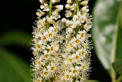 Close-up of white flowers blooming outdoors