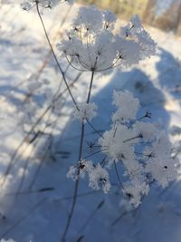 Close-up of frozen plant on field