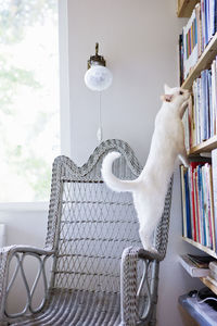 Cat climbing on bookcase