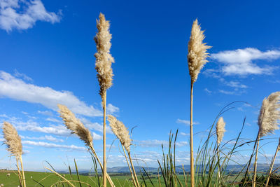 Low angle view of tall grass on field against blue sky