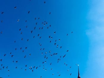 Low angle view of birds flying against clear blue sky