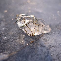 High angle view of dead fish in water