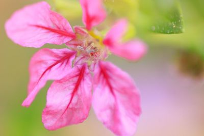 Close-up of pink flower