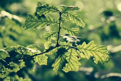 Close-up of leaves on twig