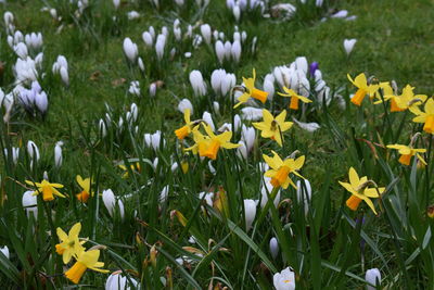 Yellow flowers blooming in field