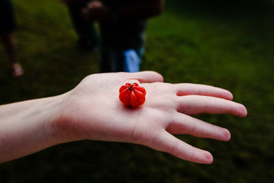 Close-up of hand holding red berries