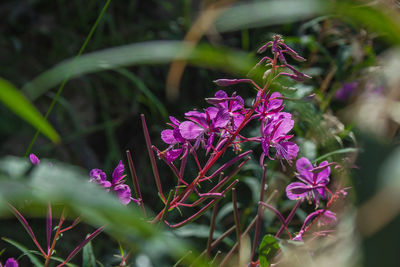 Close-up of pink flowering plant