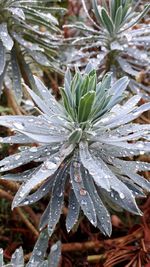 Close-up of wet plant leaves during winter