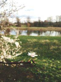 Close-up of white flowers blooming by lake