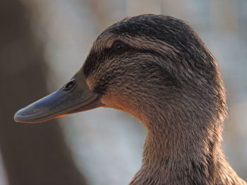 Close-up of mallard duck